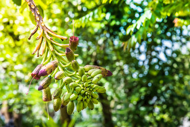 20 INDIAN TRUMPET Flower TREE (Midnight Horror / Broken Bones Plant / Tree of Damocles) Oroxylum Indicum Seeds